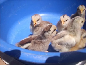 Oua de gainii din rasa Italiana argintie pentru incubat . - imagine 3