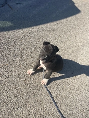 pui de amstaff  - imagine 3