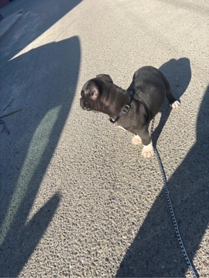 pui de amstaff  - imagine 2