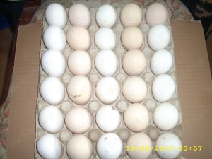 Oua de gainii din rasa Italiana argintie pentru incubat . - imagine 4
