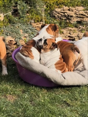 Pui de buldog englezesc - imagine 2