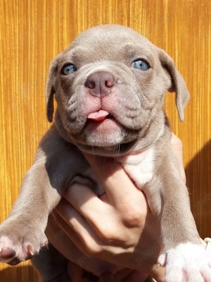 Pui de buldog englezesc - imagine 3