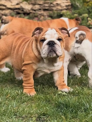 Pui de buldog englezesc - imagine 4