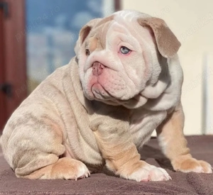 Pui de buldog englezesc - imagine 5