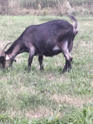 Capre de vânzare! - imagine 3