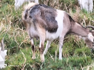 Capre de vânzare! - imagine 4