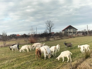 Capre de vânzare! - imagine 2