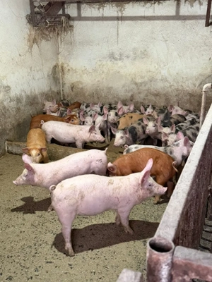 purcei rasa de carne pietrain, duroc si duroc cu pietrain - imagine 3