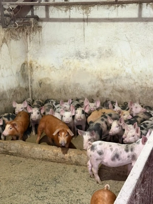 purcei rasa de carne pietrain, duroc si duroc cu pietrain - imagine 2