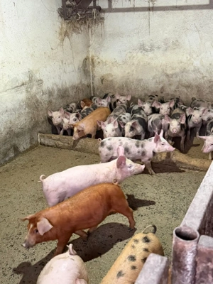 purcei rasa de carne pietrain, duroc si duroc cu pietrain