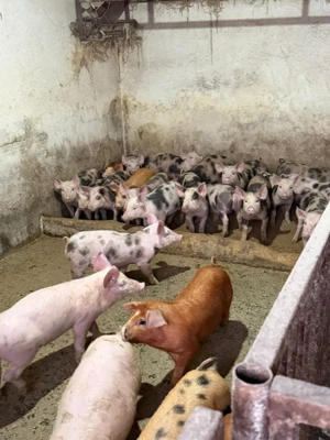 purcei rasa de carne pietrain, duroc si duroc cu pietrain - imagine 4