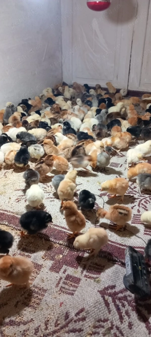 vand pui de găină  - imagine 3