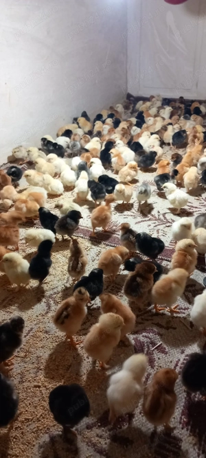 vand pui de găină  - imagine 4