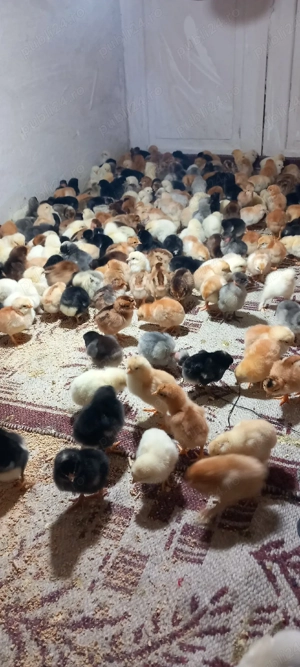 vand pui de găină  - imagine 2