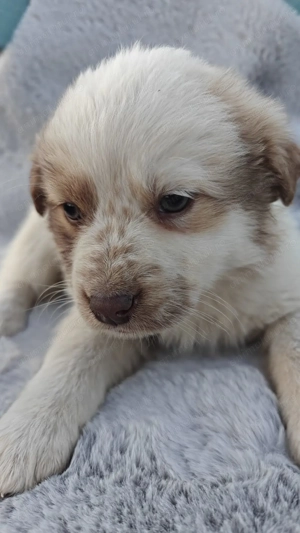 Cățeluși iubitori și prietenoși își caută casă! - imagine 3