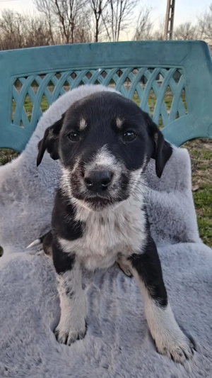 Cățeluși iubitori și prietenoși își caută casă!