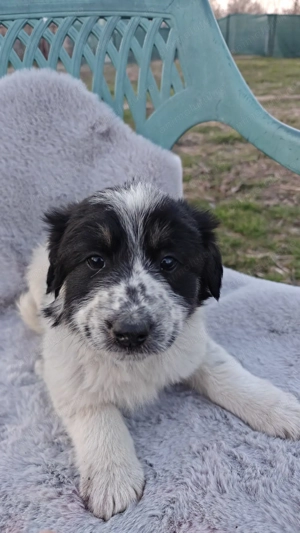 Cățeluși iubitori și prietenoși își caută casă! - imagine 4