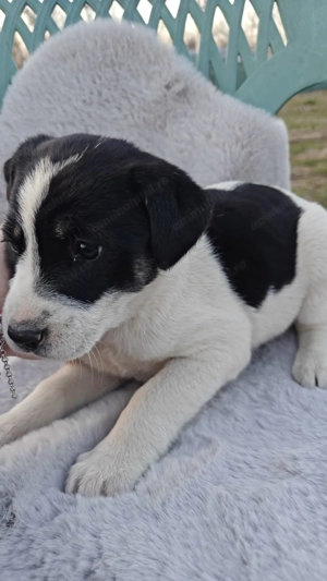 Cățeluși iubitori și prietenoși își caută casă! - imagine 5