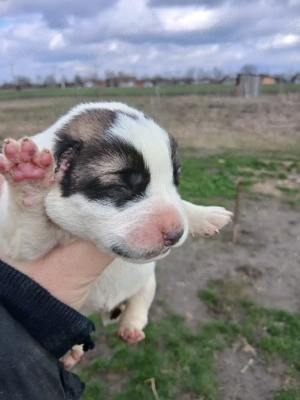 căței Asia Centrală  - imagine 3