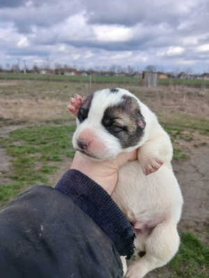 căței Asia Centrală  - imagine 2