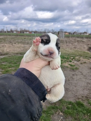 căței Asia Centrală 