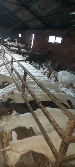 capre iede și țăpișori de vânzare  - imagine 2