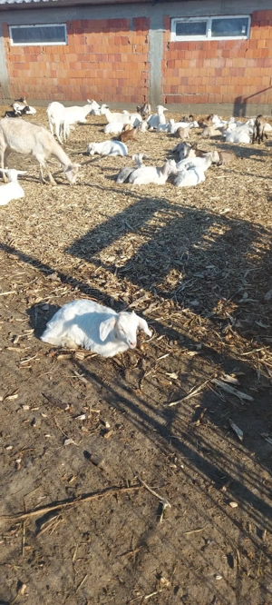 capre iede și țăpișori de vânzare  - imagine 4