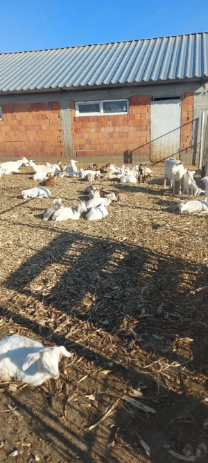 capre iede și țăpișori de vânzare  - imagine 3