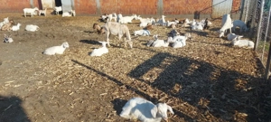 capre iede și țăpișori de vânzare 