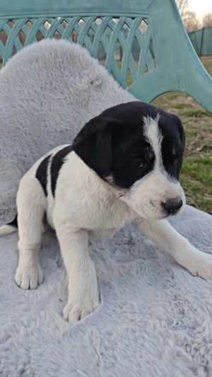 Cățeluși iubitori și prietenoși își caută casă!  - imagine 5