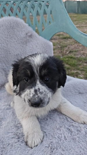 Cățeluși iubitori și prietenoși își caută casă!  - imagine 4