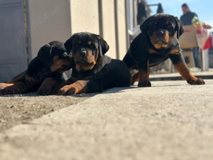 Rottweiler cu pedigree   5 pui (3 fete, 2 băieți)