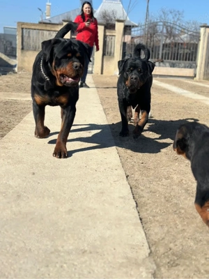 Rottweiler cu pedigree   5 pui (3 fete, 2 băieți) - imagine 5