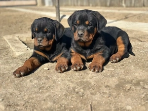 Rottweiler cu pedigree   5 pui (3 fete, 2 băieți) - imagine 4