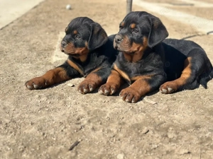 Rottweiler cu pedigree   5 pui (3 fete, 2 băieți) - imagine 2