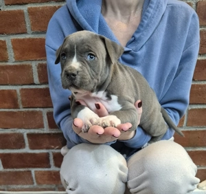 Amstaff cu pedigree!