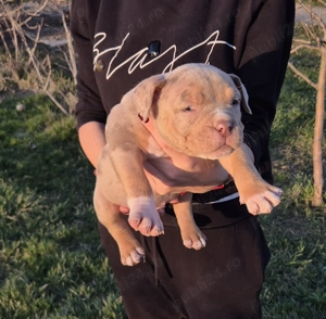 American bully pocket si standard! - imagine 4