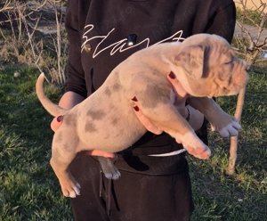 American bully pocket si standard! - imagine 3