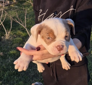 American bully pocket si standard! - imagine 2