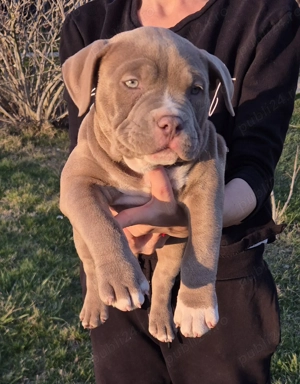 American bully pocket si standard! - imagine 5