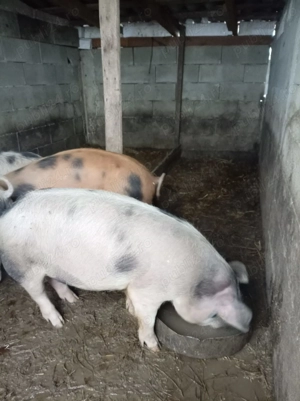 Porci de vânzare  - imagine 2