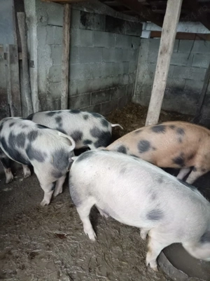 Porci de vânzare 