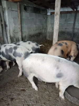 Porci de vânzare  - imagine 3