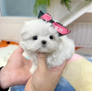 Bichon Maltez Mini Toy  - imagine 2