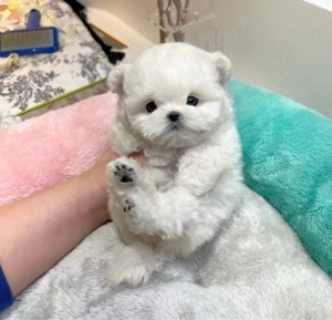 Bichon Maltez Mini Toy  - imagine 3