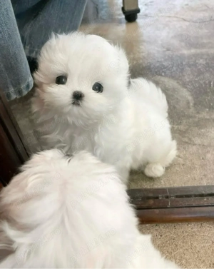 Bichon Maltez Mini Toy  - imagine 3
