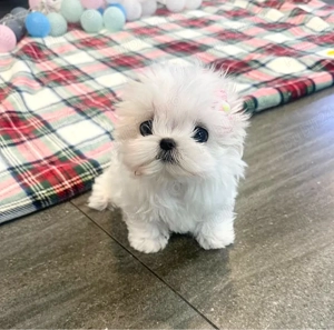 Bichon Maltez Mini Toy 