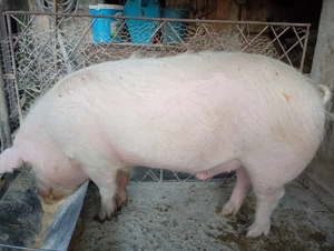 vand porc aprox 140 kg - imagine 2
