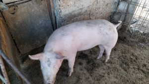 Scroafă de rasă Marele Alb. - imagine 2