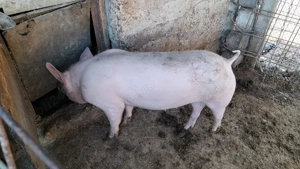 Scroafă de rasă Marele Alb.